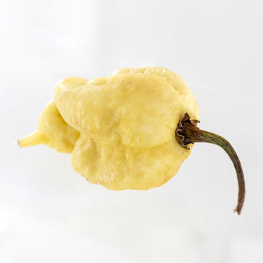 White Moruga Scorpion Pepper Seeds - The Pepper Pantry (Formerly Marie Sharp's)